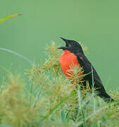 Red-breasted Blackbird