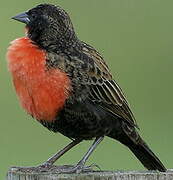 Red-breasted Blackbird