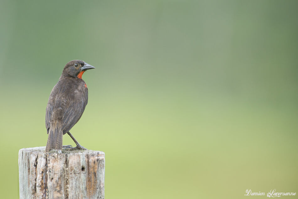 Red-breasted Blackbird