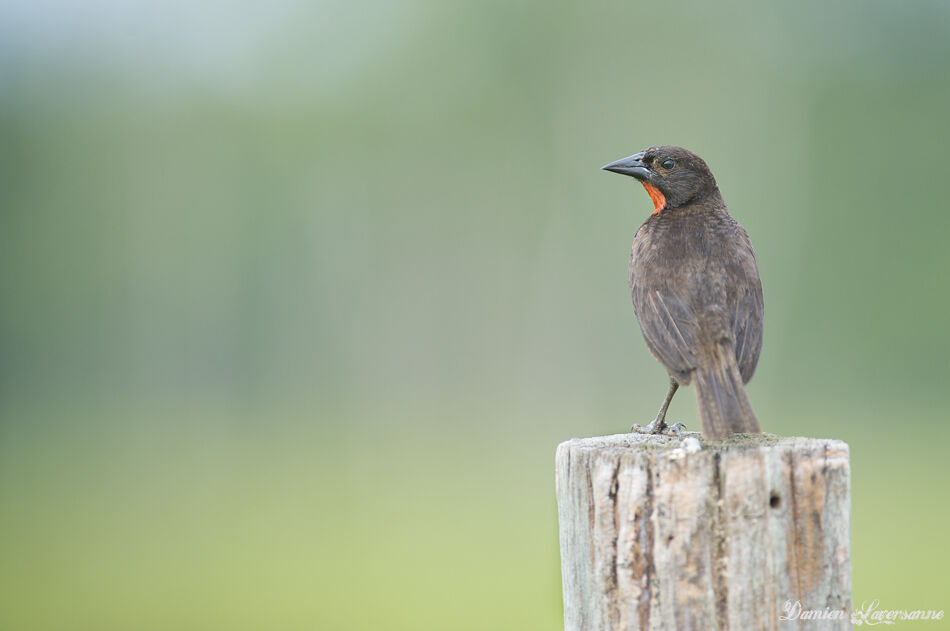 Red-breasted Meadowlark