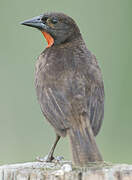 Red-breasted Blackbird