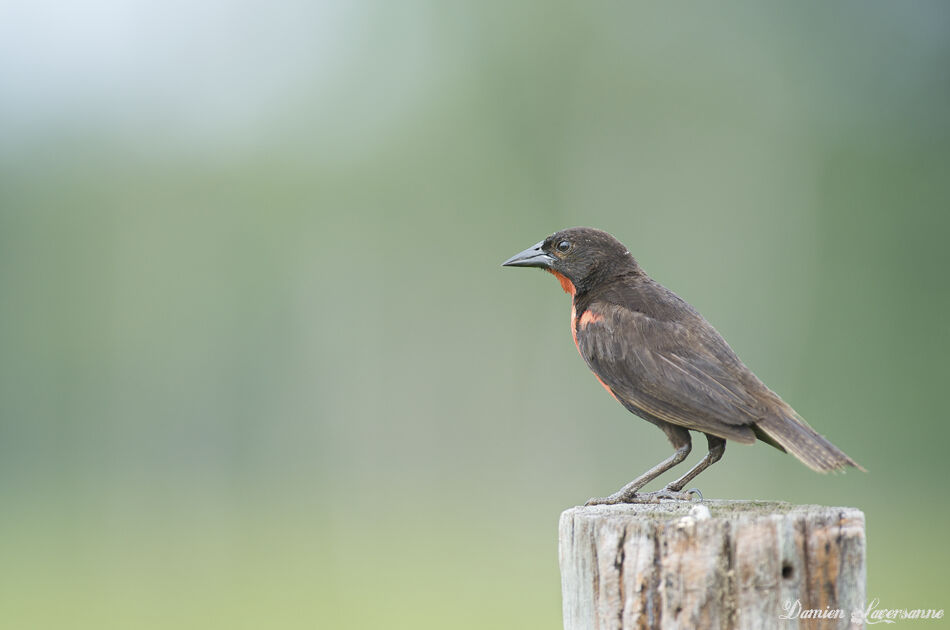 Red-breasted Meadowlark