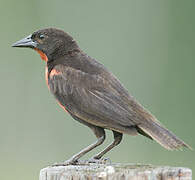 Red-breasted Blackbird