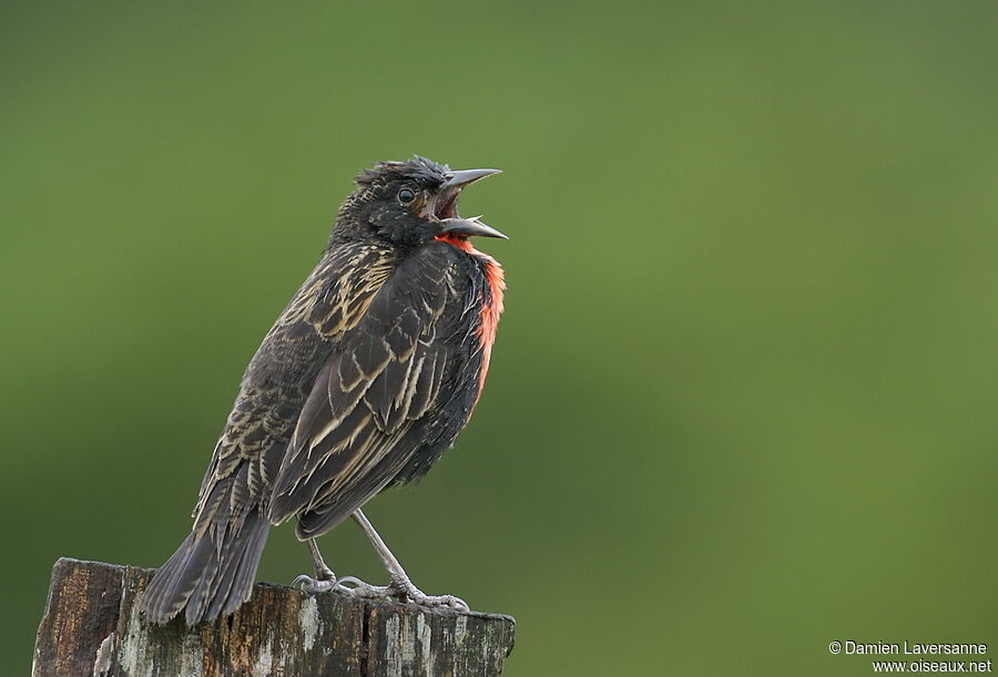 Red-breasted Blackbird