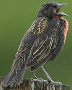 Red-breasted Blackbird