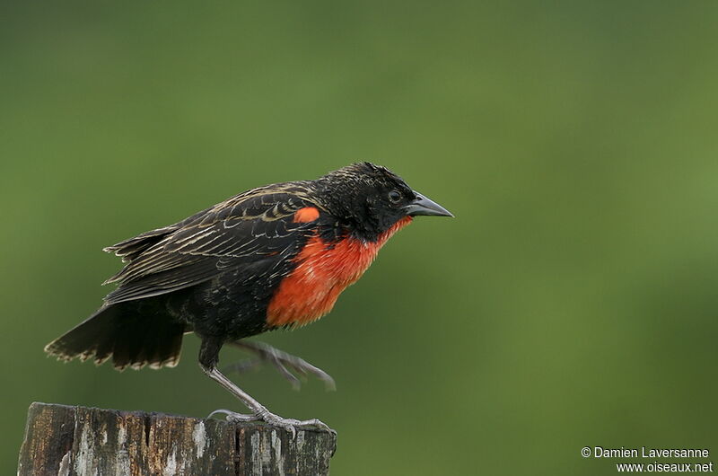 Red-breasted Blackbird male