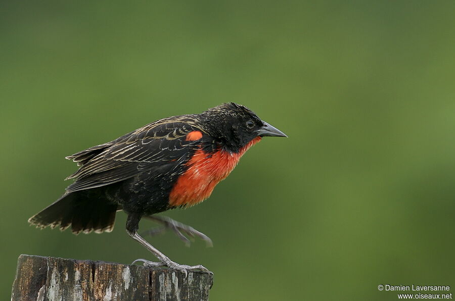 Red-breasted Meadowlark male