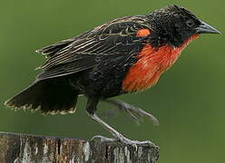 Red-breasted Meadowlark