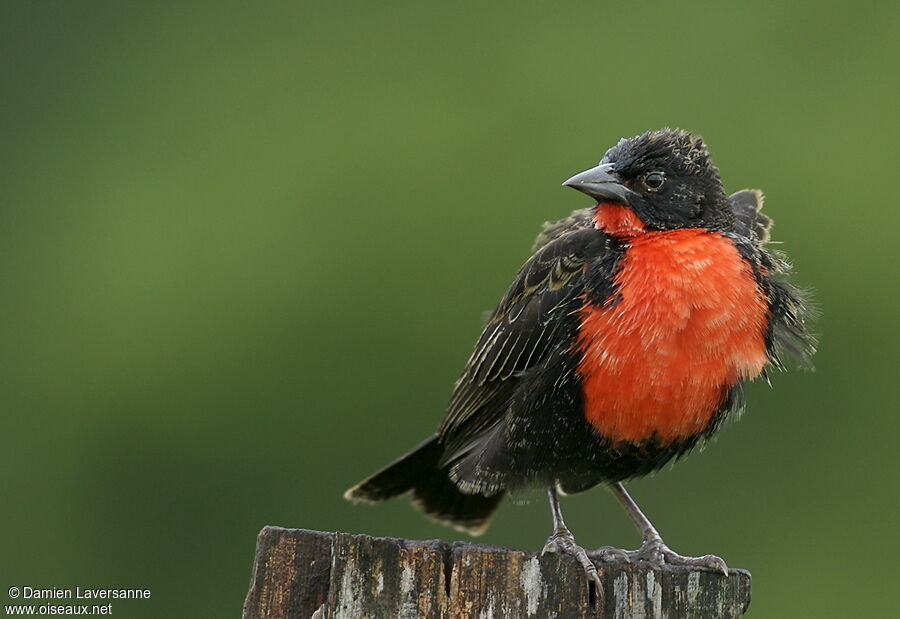 Red-breasted Blackbird male