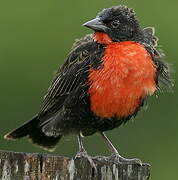 Red-breasted Blackbird