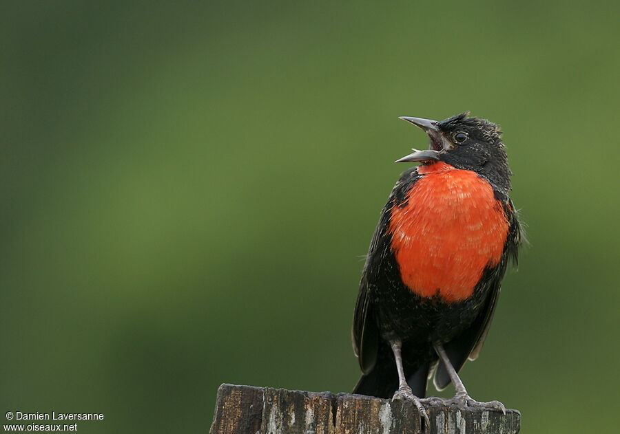 Red-breasted Blackbird male