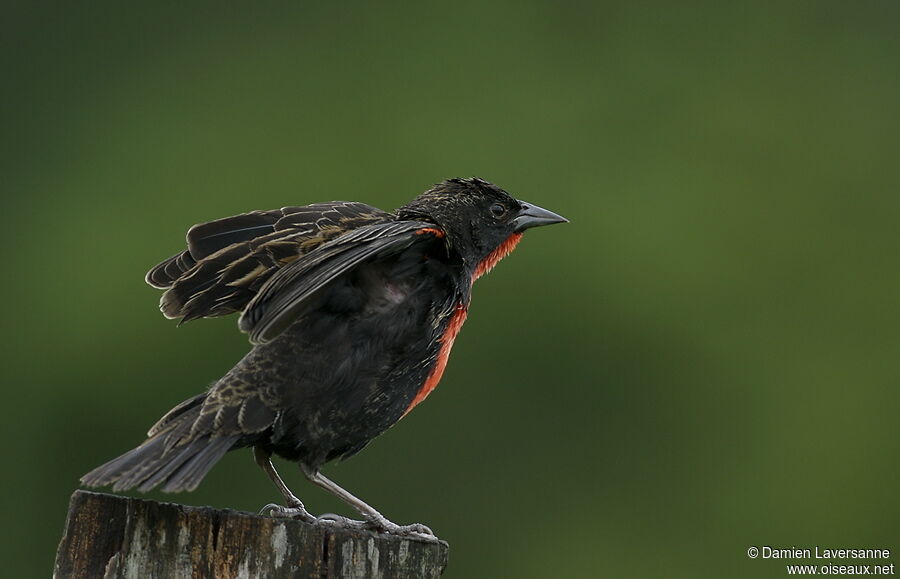 Red-breasted Blackbird male