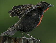 Red-breasted Blackbird