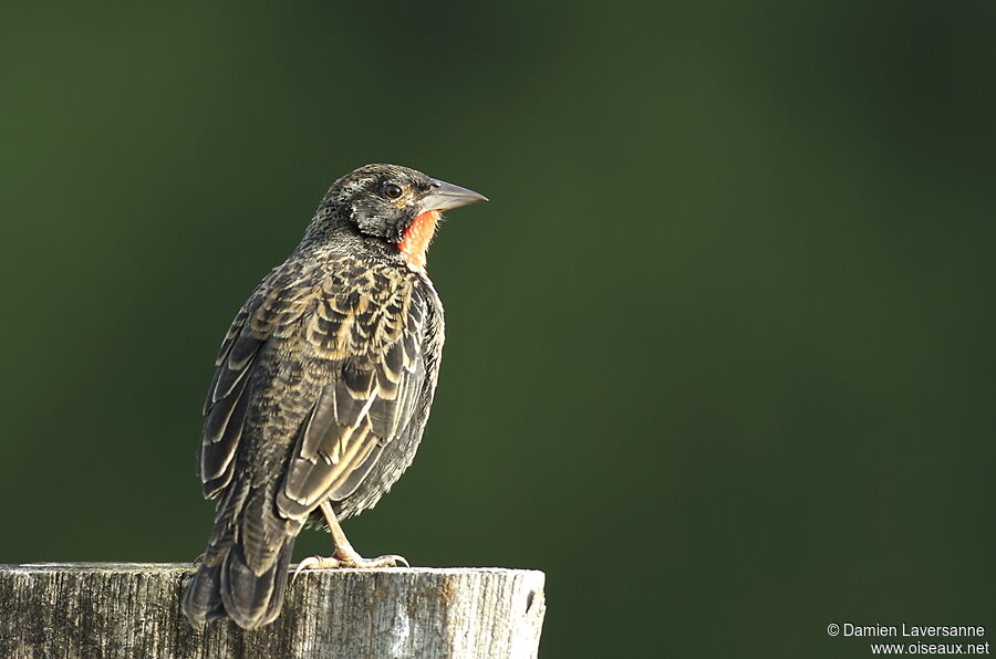 Red-breasted Meadowlark male