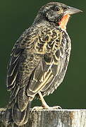 Red-breasted Blackbird