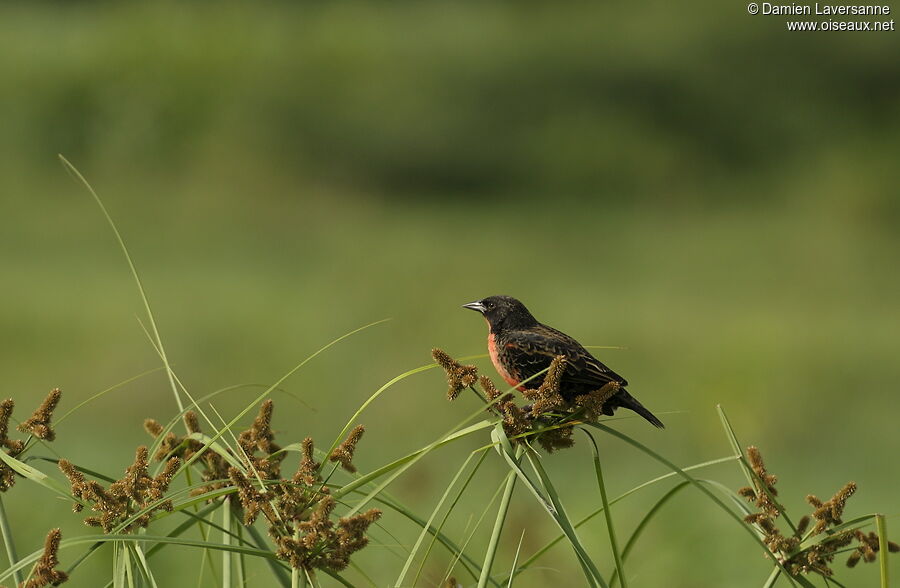 Red-breasted Blackbird male