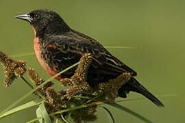 Red-breasted Blackbird