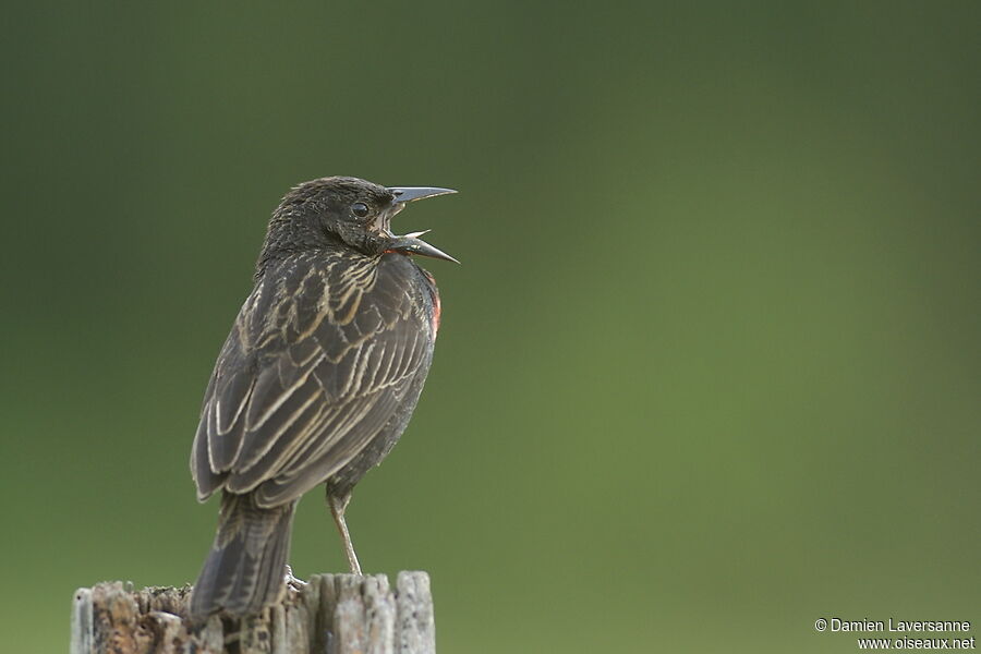 Red-breasted Blackbird male