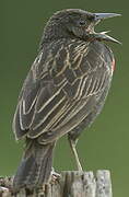 Red-breasted Meadowlark