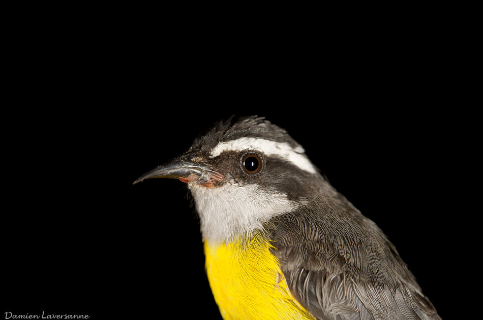 Sucrier à ventre jaune