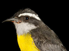 Bananaquit