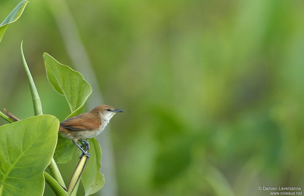 Yellow-chinned Spinetail