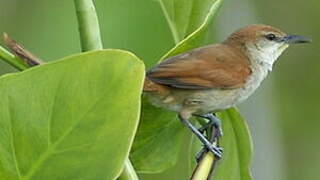 Yellow-chinned Spinetail