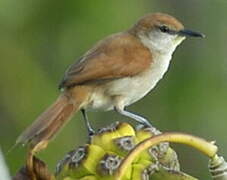 Yellow-chinned Spinetail