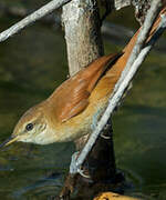 Yellow-chinned Spinetail