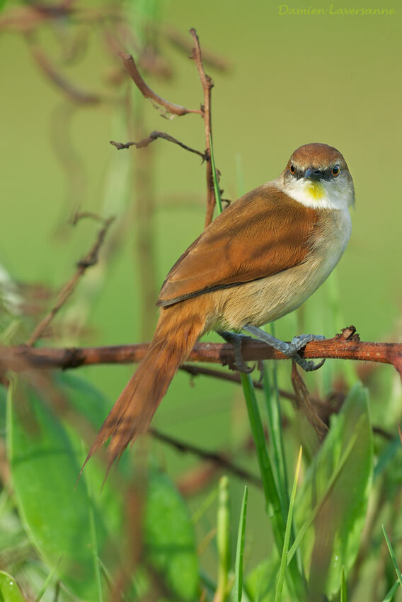 Yellow-chinned Spinetail