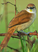 Yellow-chinned Spinetail