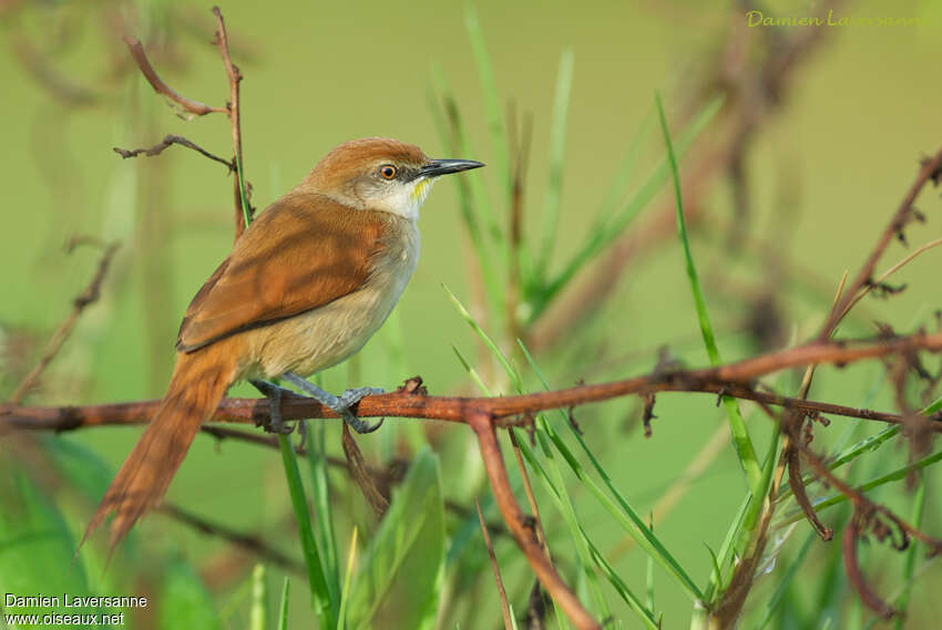 Yellow-chinned Spinetailadult, identification