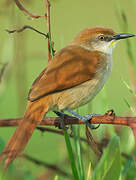 Yellow-chinned Spinetail