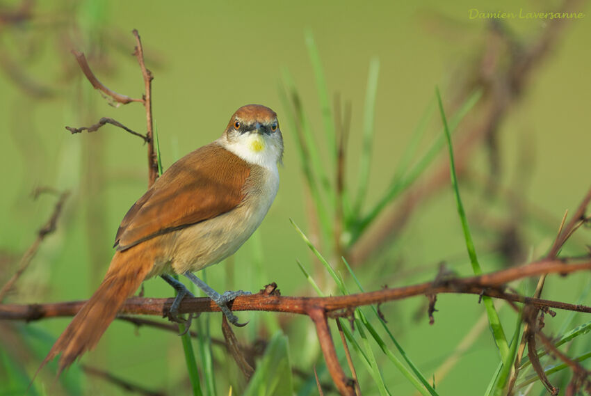 Yellow-chinned Spinetail