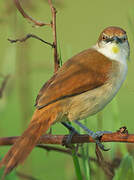 Yellow-chinned Spinetail