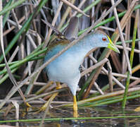 Azure Gallinule