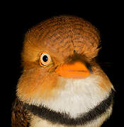 Collared Puffbird