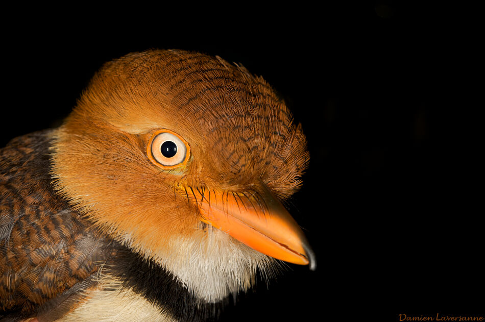 Collared Puffbird