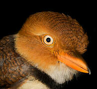 Collared Puffbird