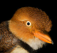 Tamatia à collier Bucco capensis