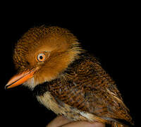 Collared Puffbird