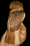 Collared Puffbird