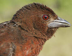 Silver-beaked Tanager