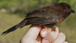 Silver-beaked Tanager