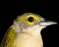 Fulvous-crested Tanager