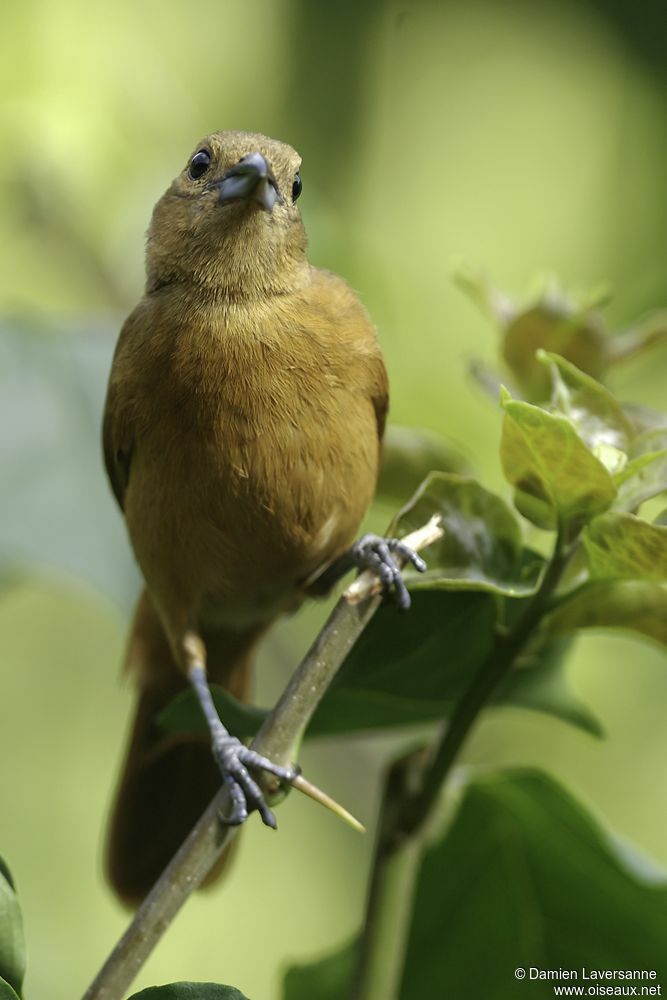 White-lined Tanager female