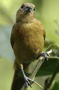 White-lined Tanager