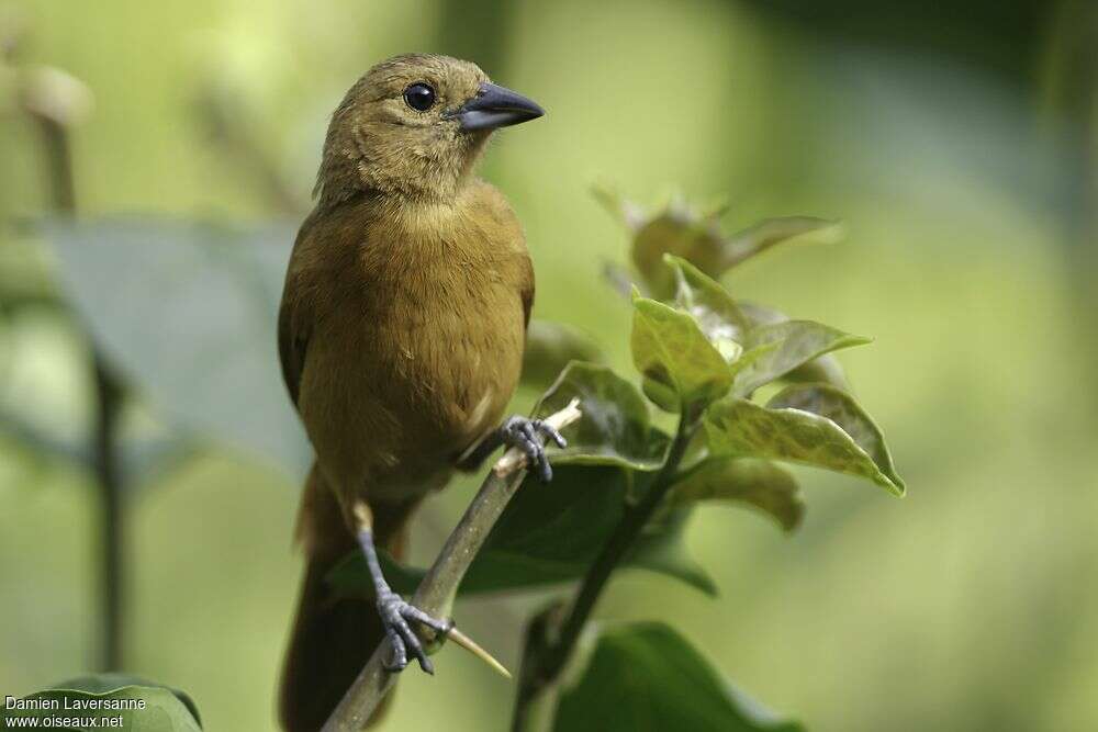 White-lined Tanager female adult