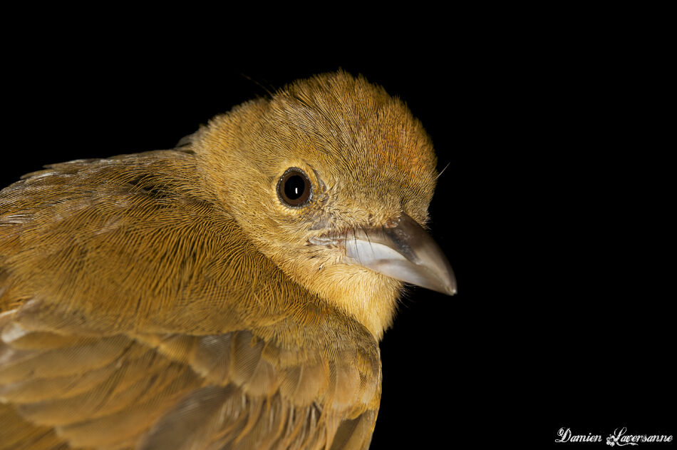 Flame-crested Tanager