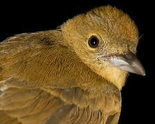 Flame-crested Tanager